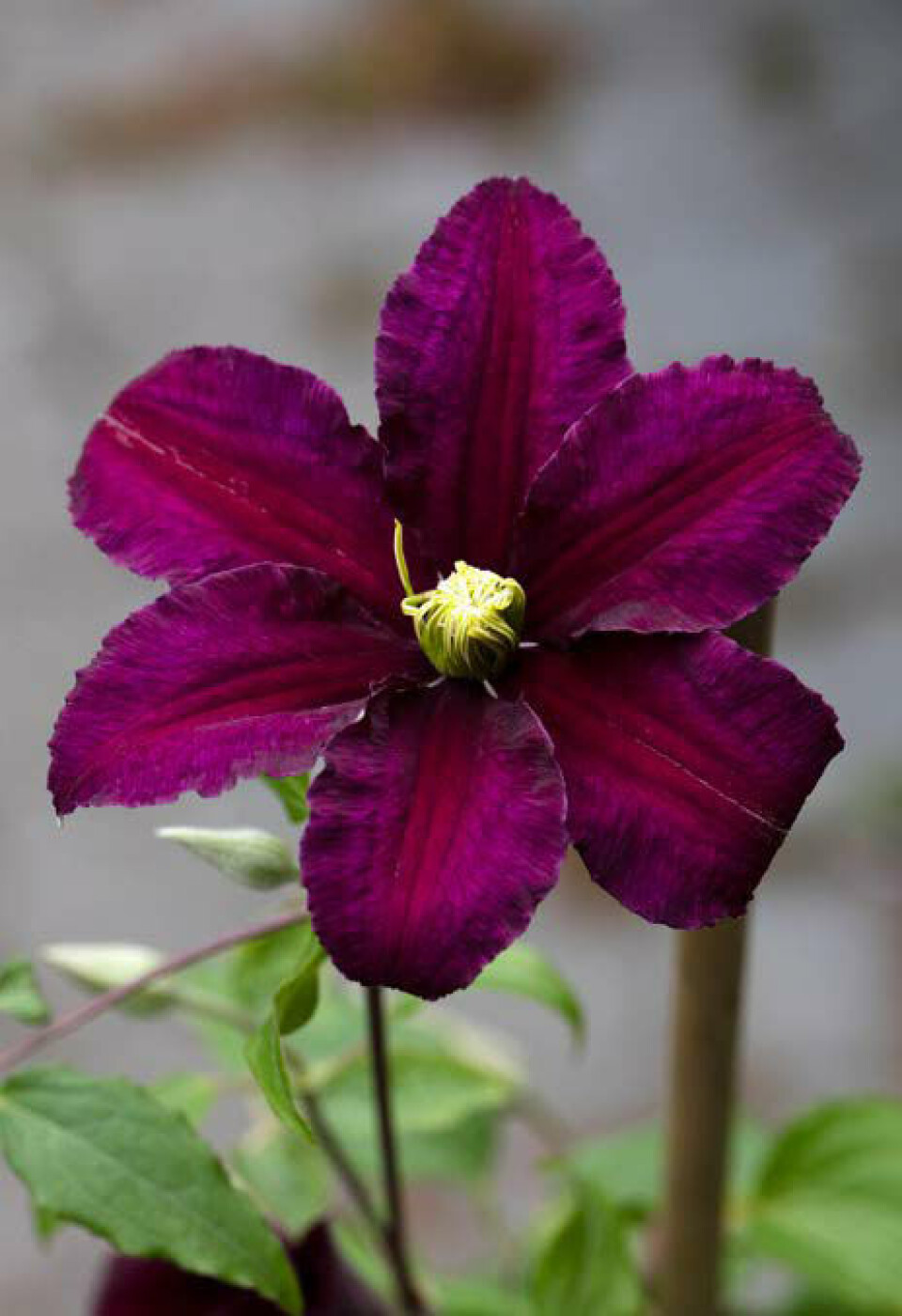 Arten ’Niobe’ er uimodståelig med de flotte mørke blomsterblade, der ligner blød velour. I midten af blomsten sidder de gule støvdragere som en fin kontrast. Den blomstrer fra juli til september.