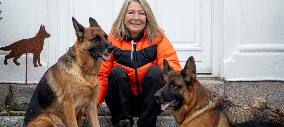 Som barn fulgte de hende helt naturligt og i dag har Jayne reddet over 500 hunde: ”Jeg er hundenes stemme”