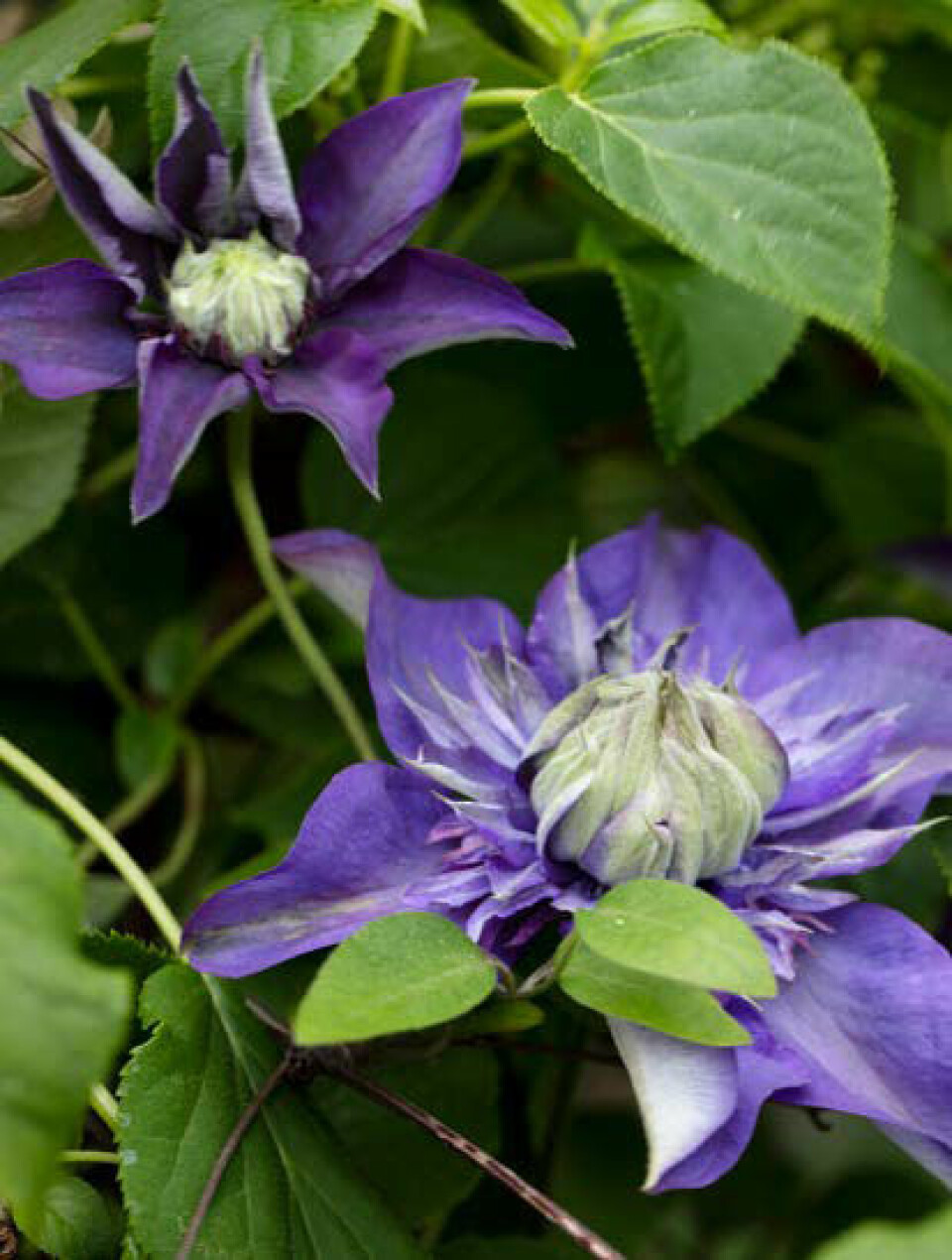 Det er som en gave, der bliver lukket op, når den tætfyldte klematis folder sig ud – her er det VIOLA DOPPIO.