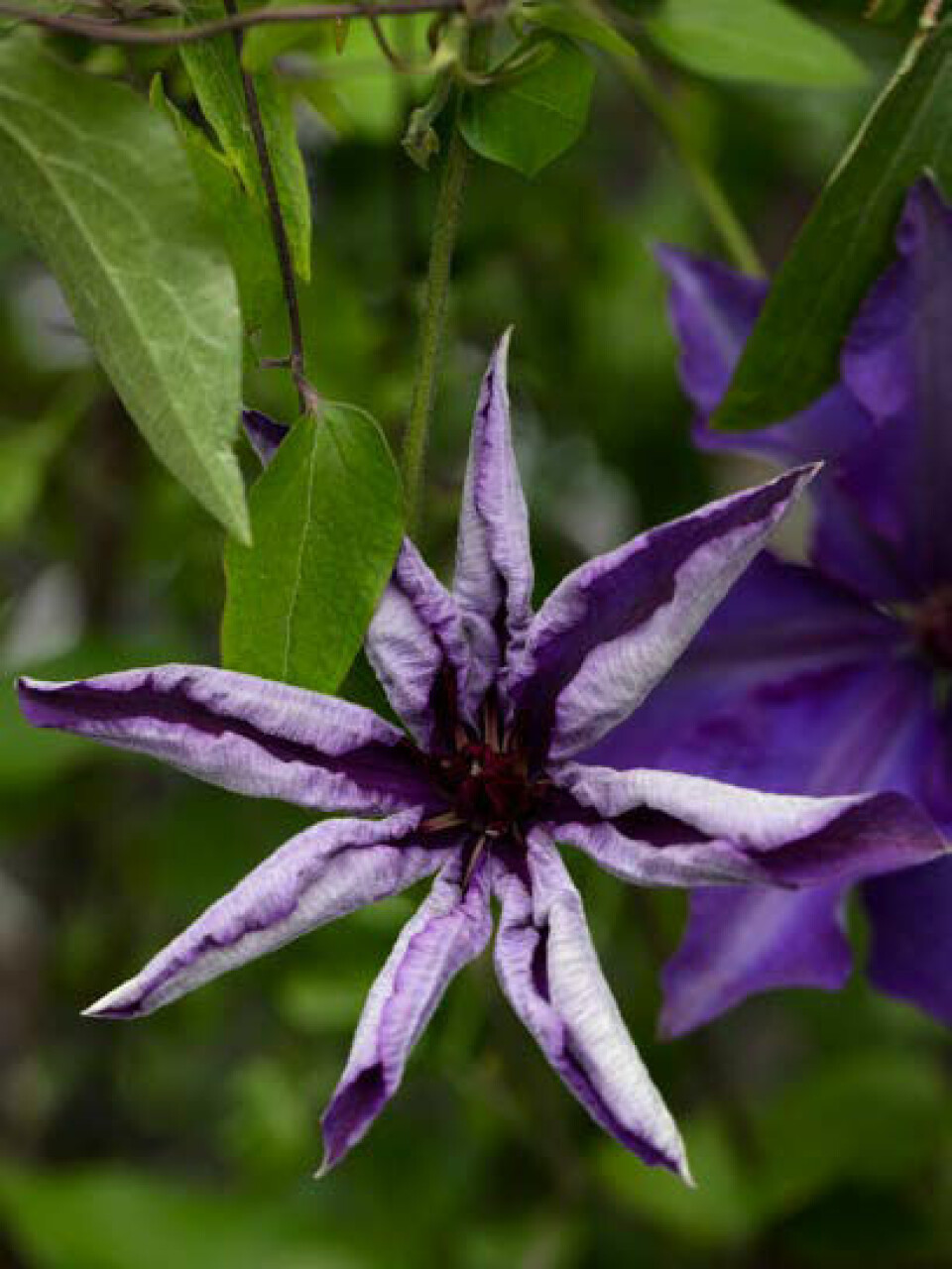 Naturen er forunderlig, se bare denne violette THE PRESIDENT, et resultat af en forædling fra 1870’erne, foretaget af englænderen Charles Noble.