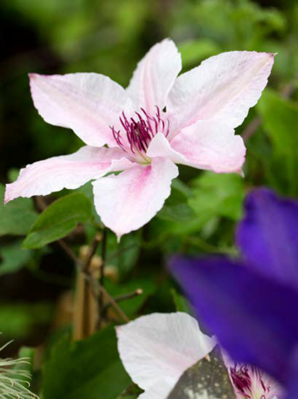 Man kan blive ganske betaget af at kigge på den mangfoldighed af blomster, der findes blandt klematis, og PINK FANTASY er ingen undtagelse.