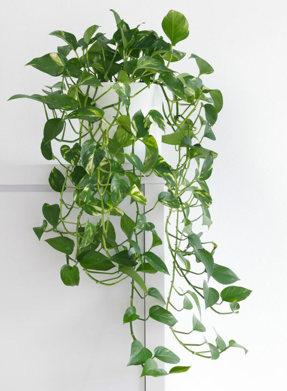Pothos