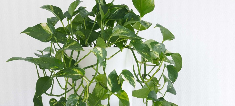 10 planter, der vil elske at bo i dit badeværelse