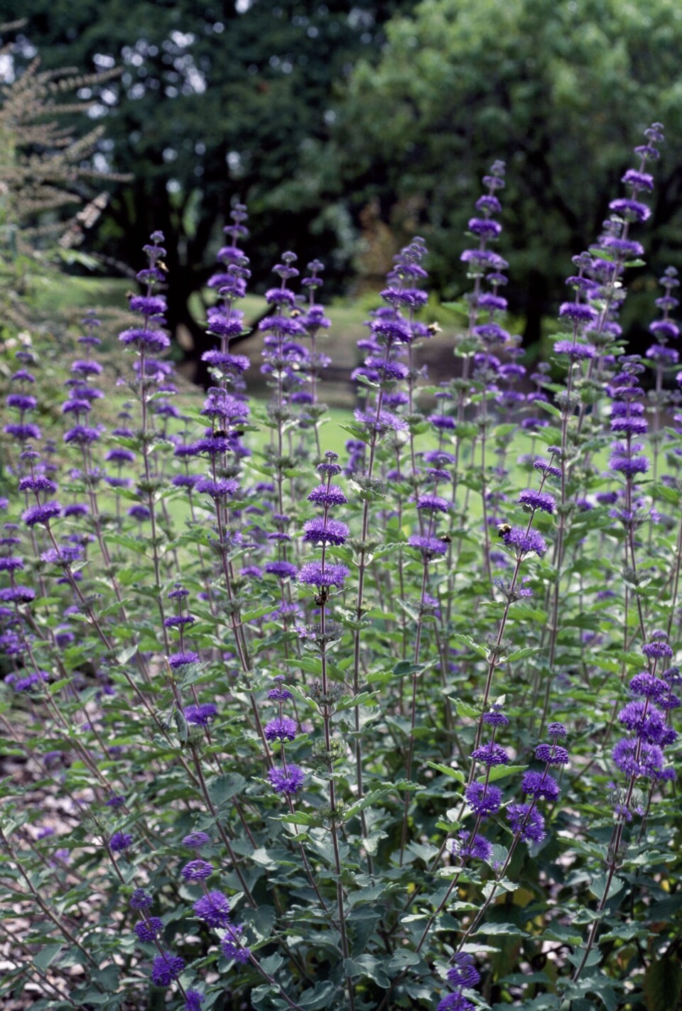 20 buske, der blomstrer hele året rundt - se dem her