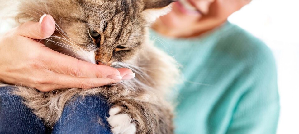 Hun elsker at fodre andre folks katte