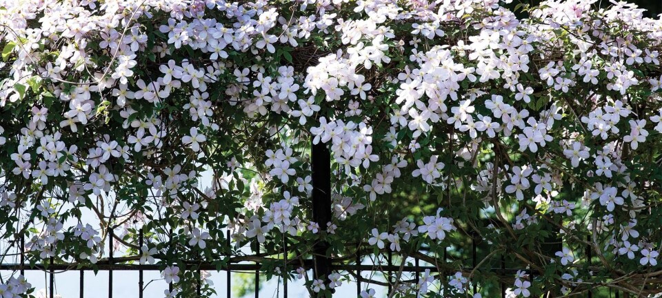 Blomster året rundt: Se hvilke buske, der blomstrer hvornår