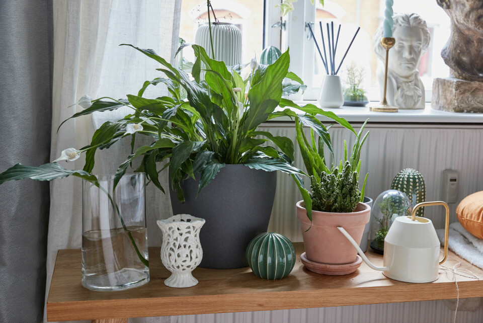 SPATHIPHYLLUM plante 79.-