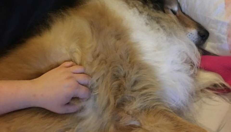 Efter 11 år kunne Deus ikke holde til mere. (Foto: Privat)