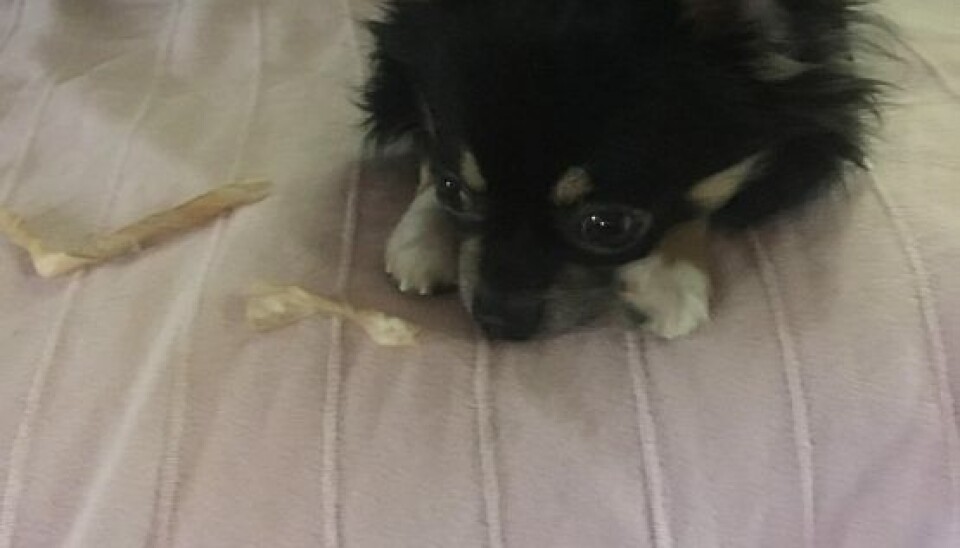 Familien er helt forelskede i étårige Gizmo. (Foto: Privat)