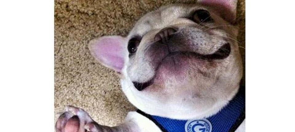 10 dejlige hunde, der får smilet frem