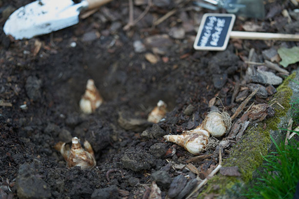 Hvornår kan man sætte påskeliljer løg plante.jpg