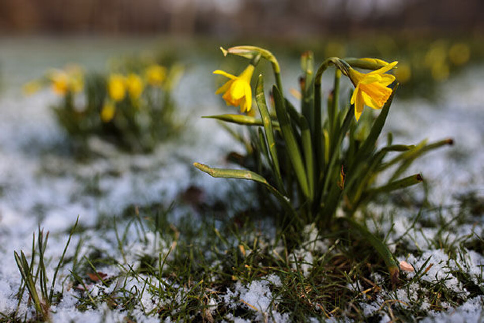 Påskeliljer frost.jpg