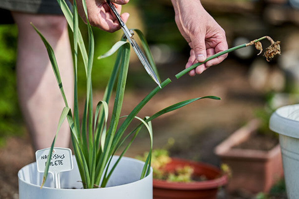Hvordan holder man påskeliljer.jpg