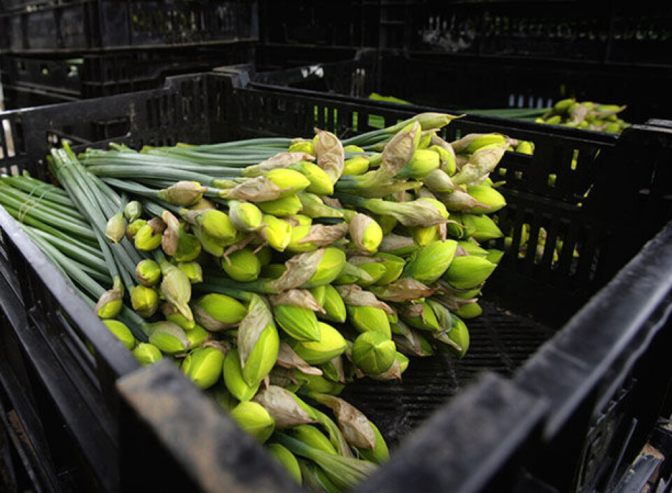 sovende påskeliljer.jpg