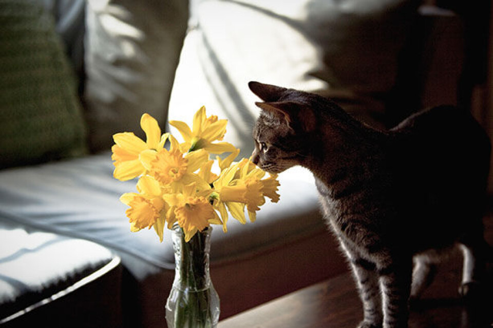 påskeliljer inde.jpg