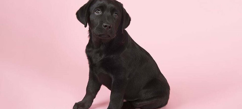 11 gode grunde til at få hund