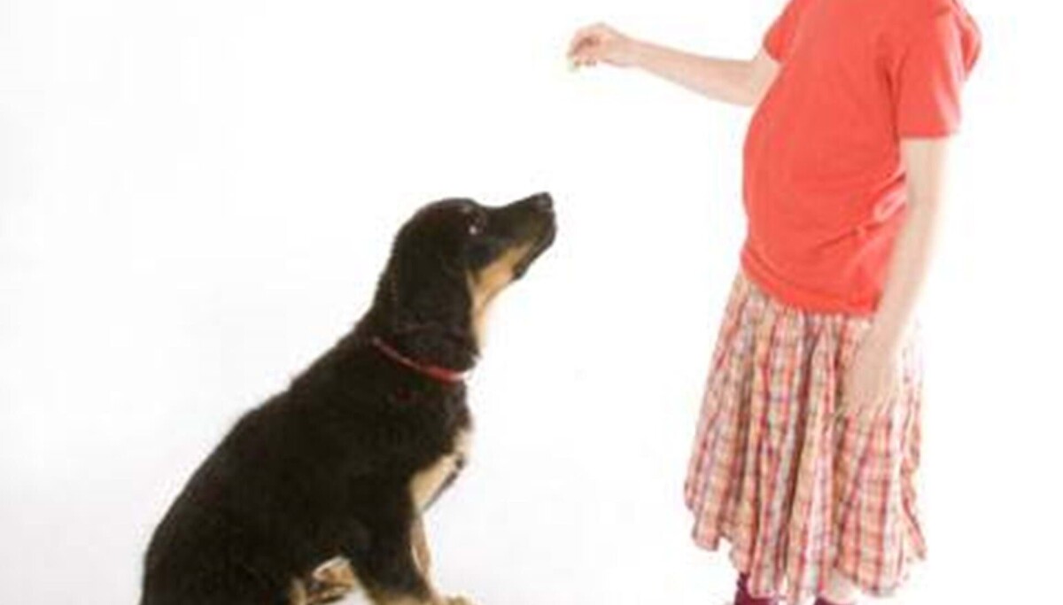 5-årig er bange for hunde - Vores Børn - ALT.dk