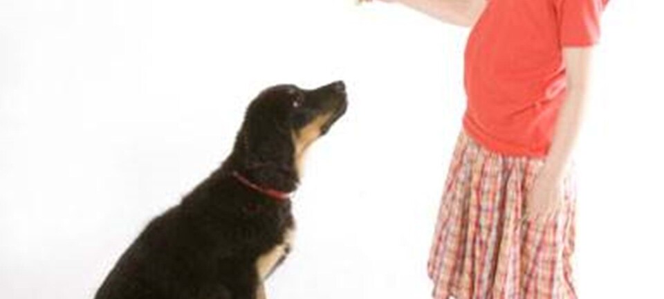 5-årig er bange for hunde