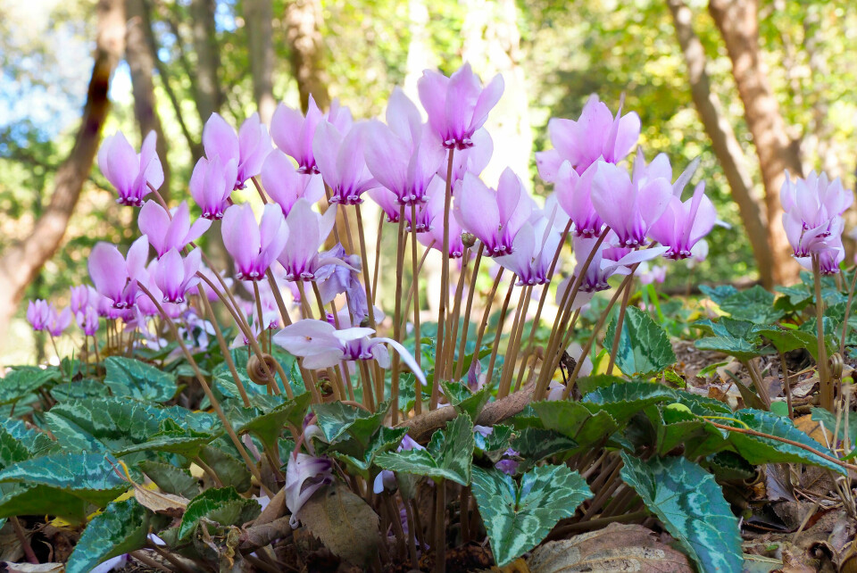 Vedbendbladet alpeviol (Cyclamen hederifolium)