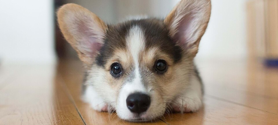 Drømmer du om at få hund? Få de bedste tips her