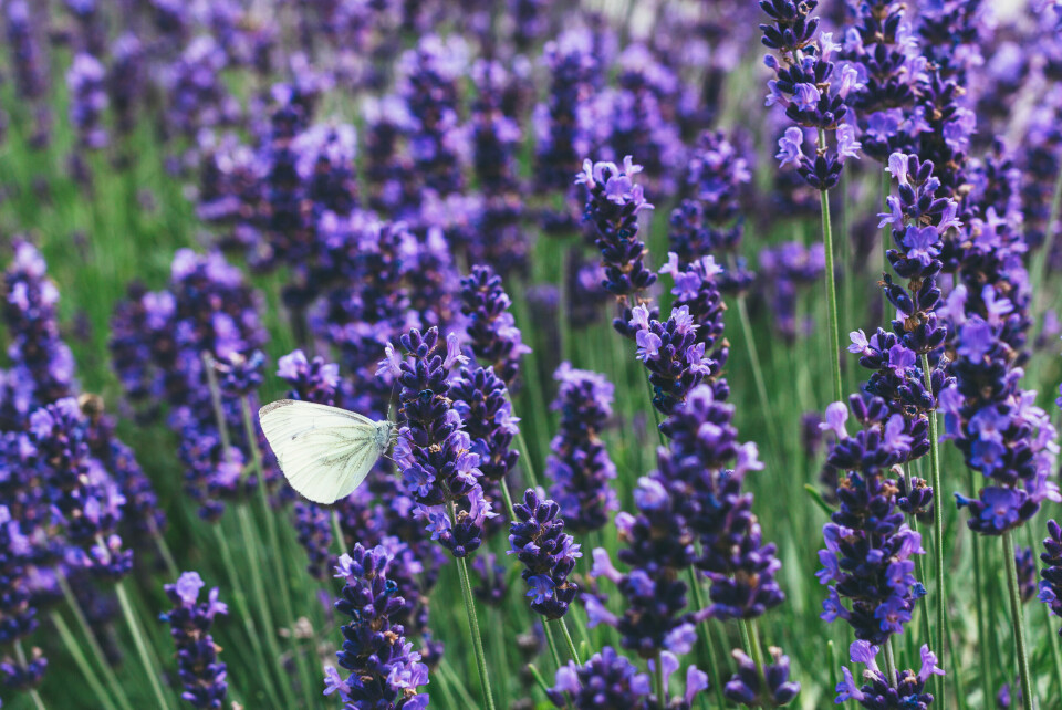 Lavendel