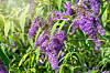 Duftende Blomster