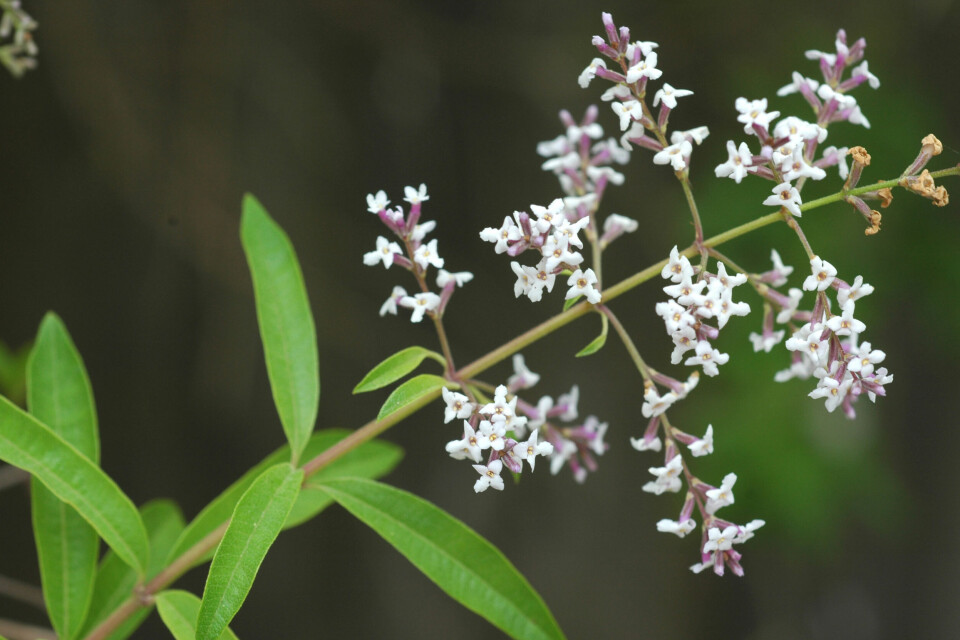Citronverbena
