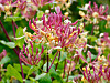 Duftende Blomster