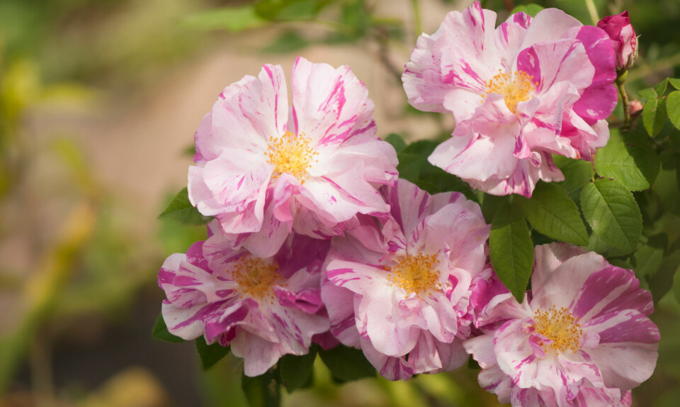 Rosa Mundi