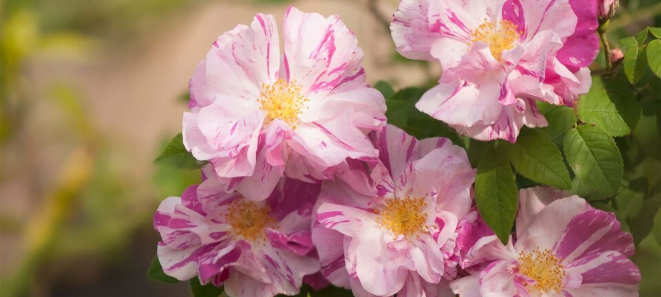 Planter, der dufter himmelsk? Her er 8 sikre bud