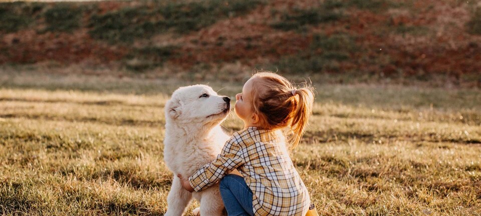 Dyrebar viden: Her er alt, I skal overveje, inden I får et kæledyr