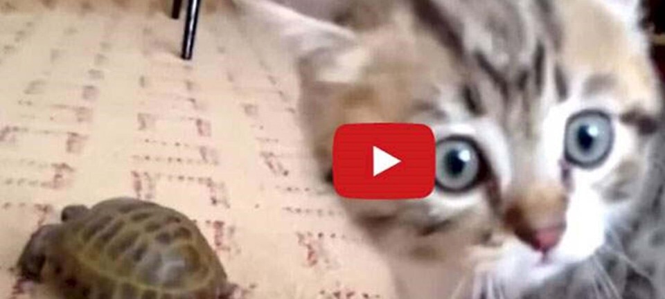 Derfor er det sundt at se nuttede kattevideoer