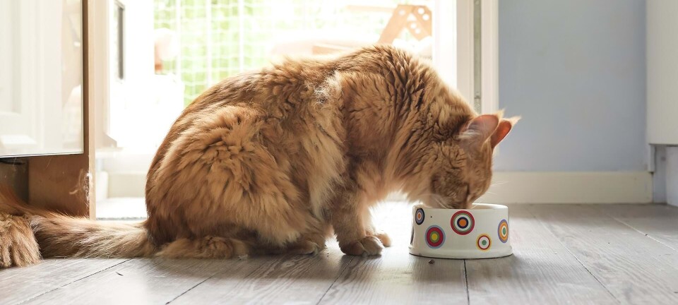 Min nabo beskylder mig for at være dyremishandler