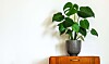 Guide: Sådan passer du din Monstera