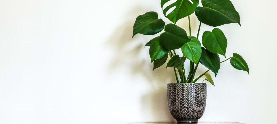 Guide: Sådan passer du din Monstera