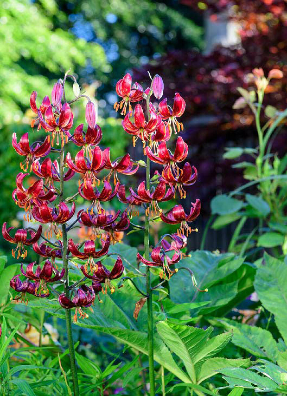 Plantetrends 2022 stærke farver