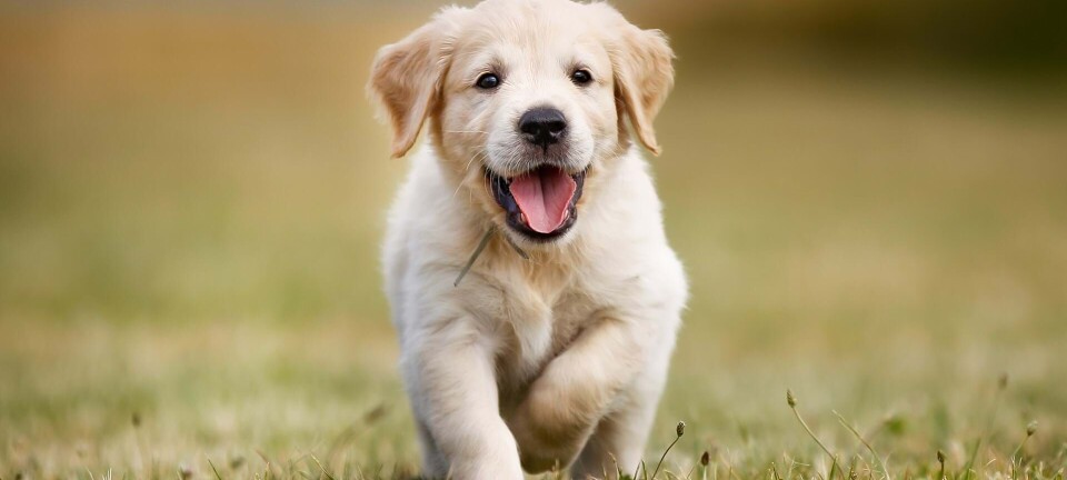 Ny undersøgelse: Få en hund og lev længere