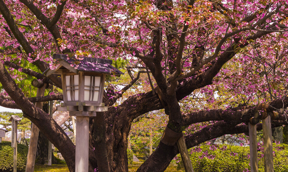 Kenrokuen, Kanazawa, Japan.jpg
