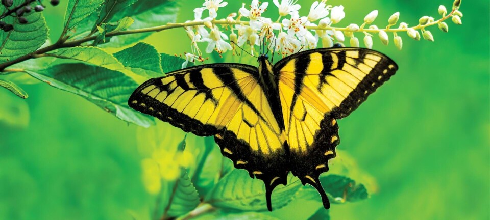 Sådan får du flere sommerfugle i din have