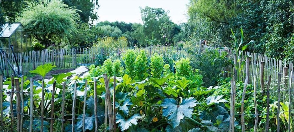 14 tips til en vellykket køkkenhave