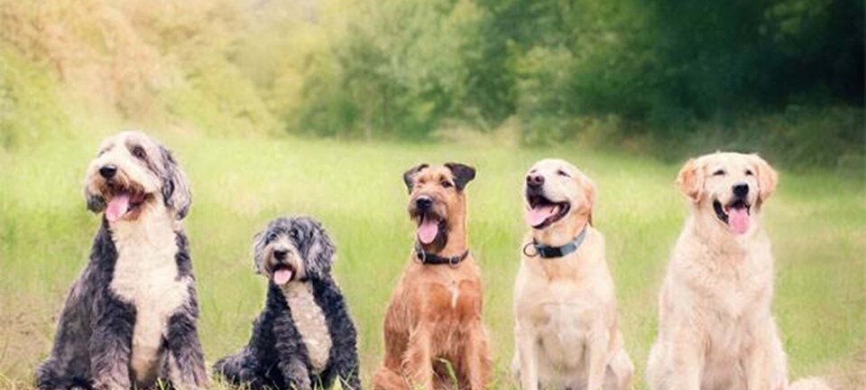 Chihuahua eller mops: Hvilken hund passer til dig?