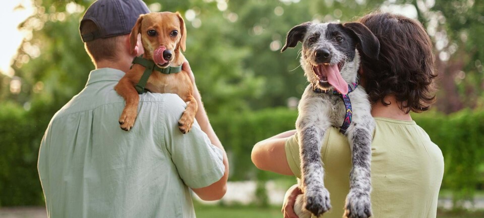 Sådan viser du din hund, at du elsker den