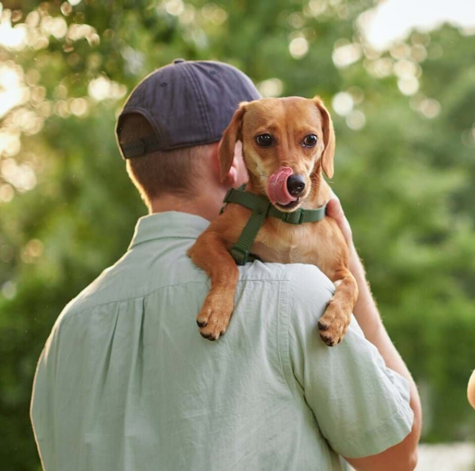 Sådan viser du din hund, at du elsker den