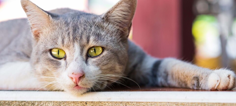 Naboen behandler ikke deres kat ordentligt