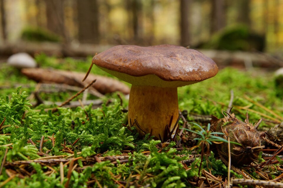 Boletus badius, Imleria badia or bay bolete mushroom .jpg