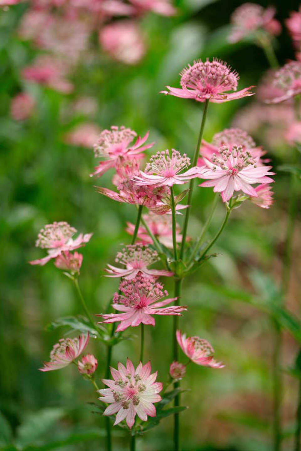 Dorthe Kvists yndlingsstaude er Stjerneskærm.