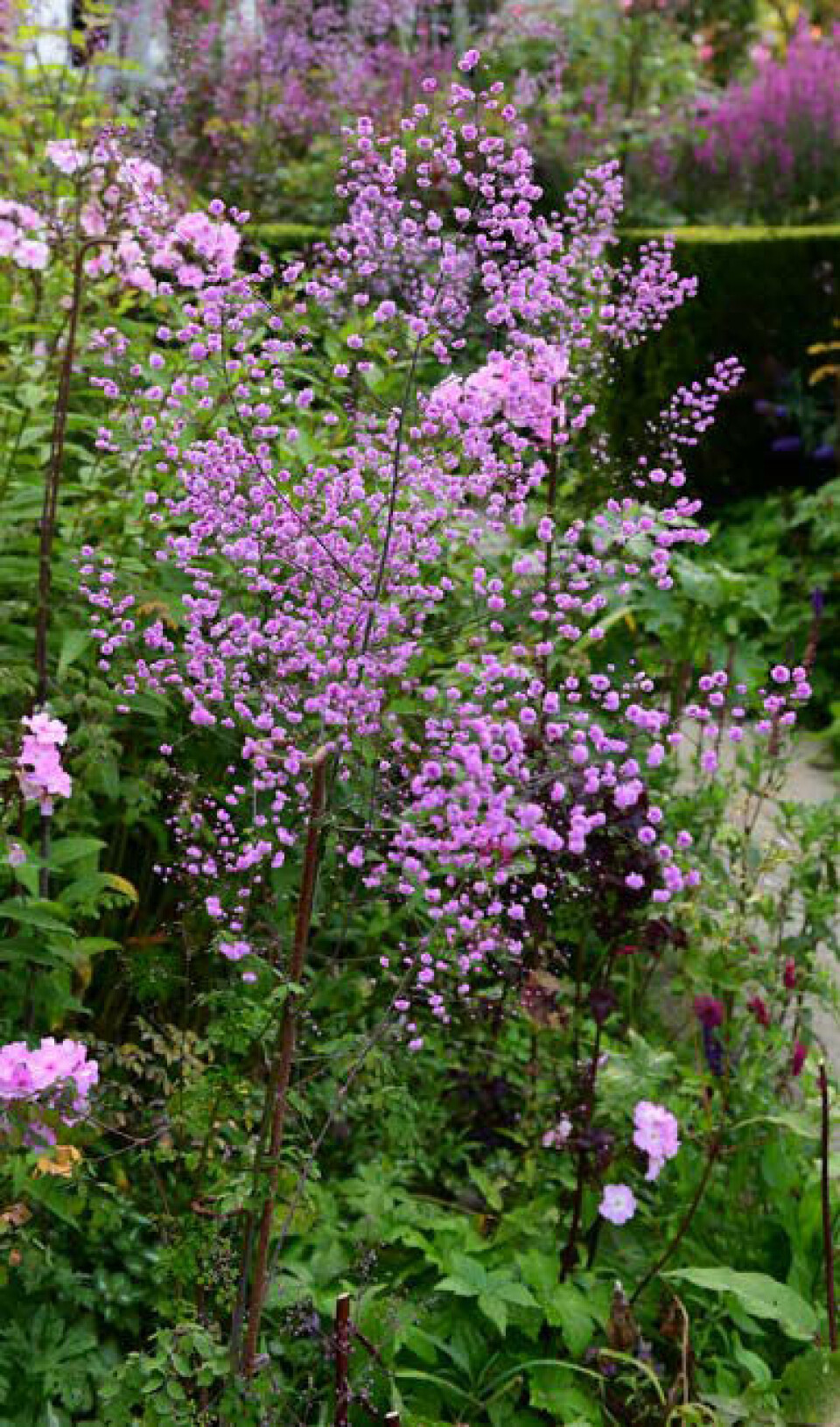 Claus Dalbys yndlingsstaude er Violfrøstjerne.