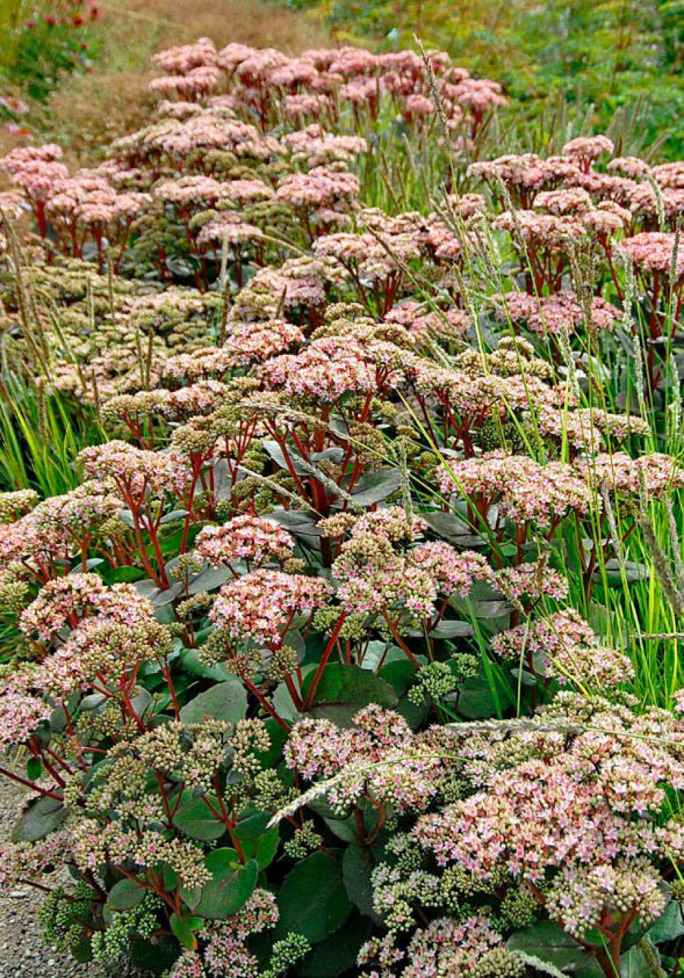 Marlene Muxolls yndlingsstaude er Sankthansurt.