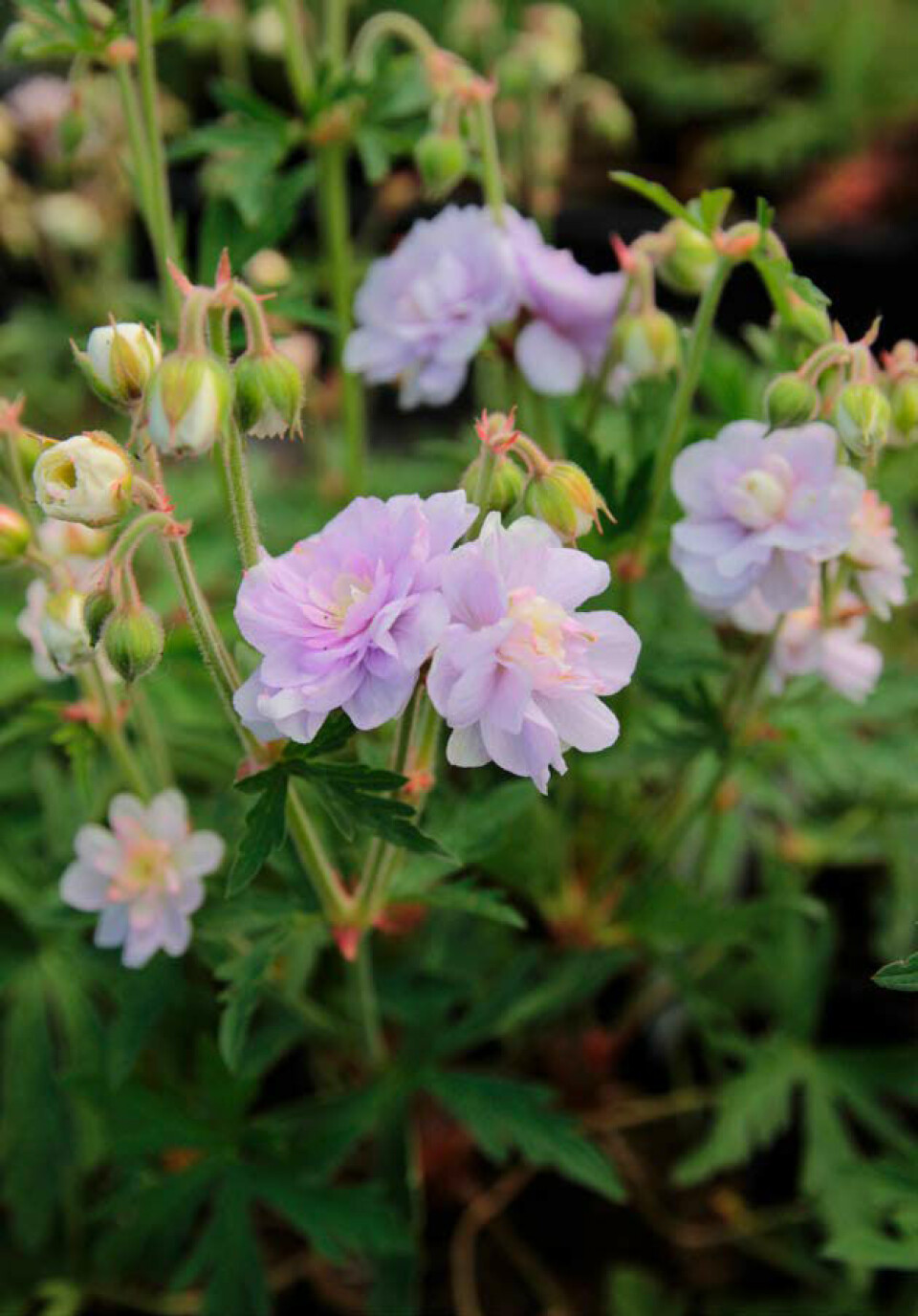 Marlene Muxolls yndlingsstaude er Storkenæb.