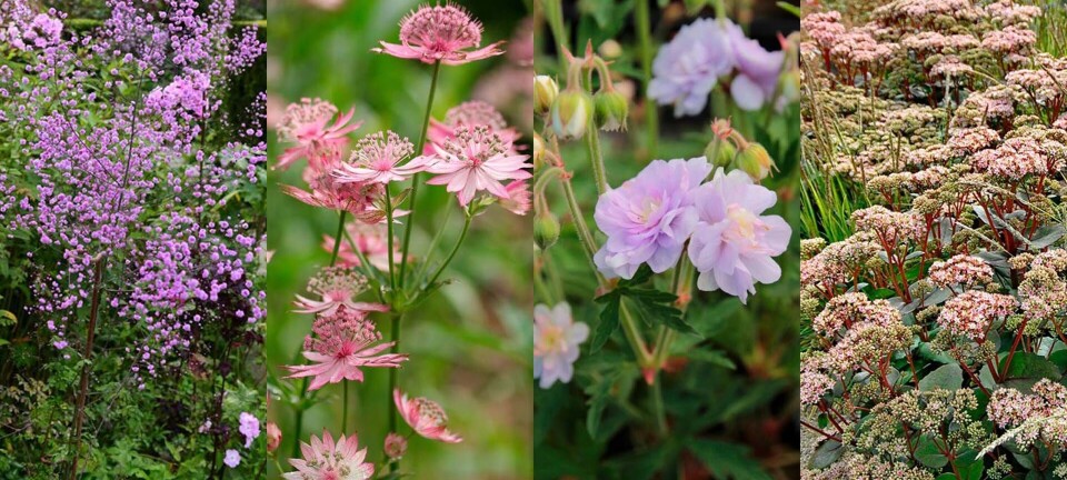 4 haveeksperter: Her er min yndlingsstaude